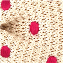 Pajarita Punto Beige Lunares Magenta