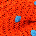 Pajarita Punto Naranja Lunares Celeste